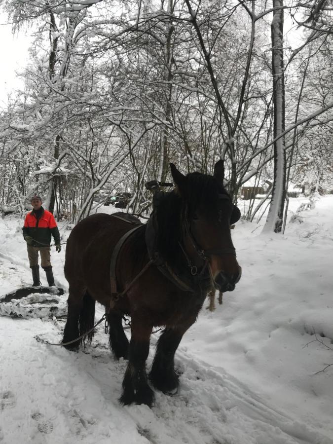 Chalet Le Grand Cerf 比林根 外观 照片